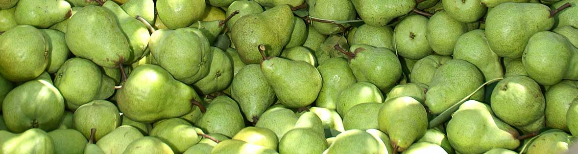 pears-in-bin.jpg